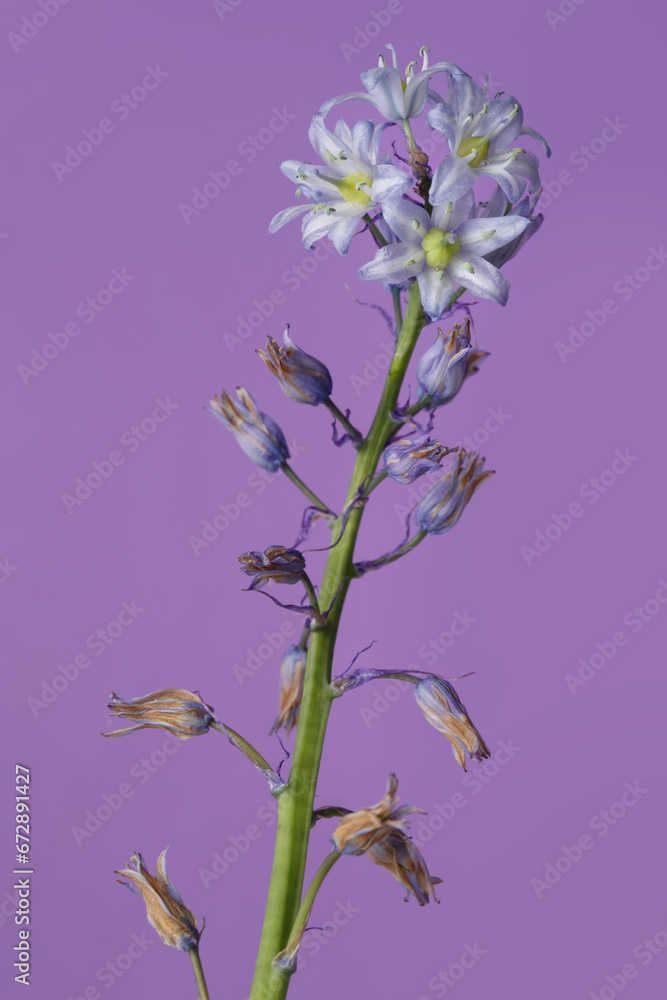 Gently purple flowers isolated on lilac background.