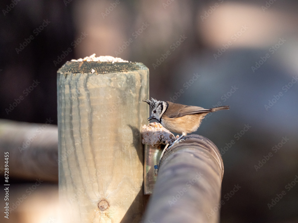 Crested tit perched on a wooden post