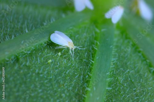 Whitefly (Aleyrodidae species) infestation on a leaf. photo