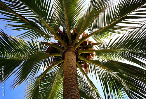palm tree in minimal style under the sky © MINIMAL ART