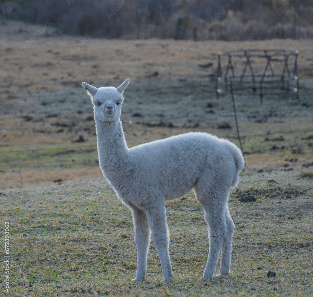 Alpaca farm animal with wool in Clarens South Africa