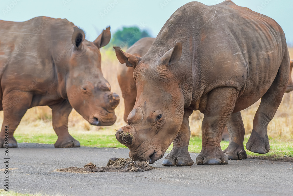 Naklejka premium White Rhinoceros in Rietvlei Nature reserve during safari in South Africa