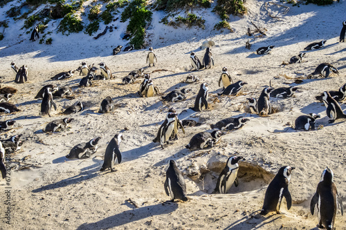 African cape or jackass penguin colony at boulders beach in Simon's town cape town