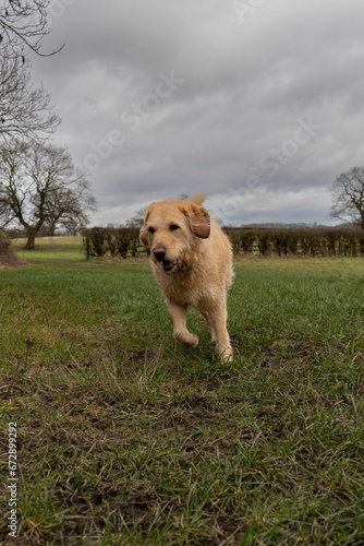 the dog walks across the field on cloudy day with dark clouds