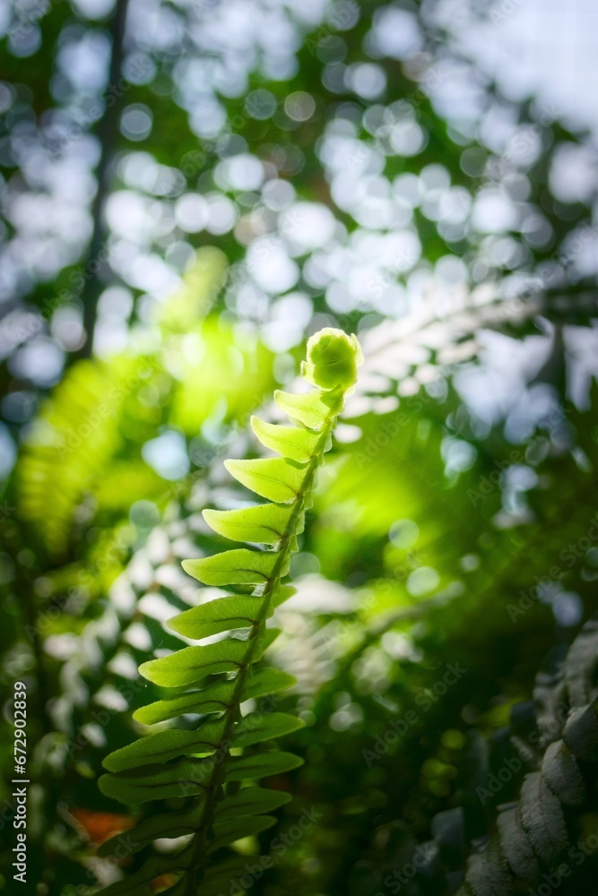 Naklejka premium Fern leaves in the forest floor. Lush green plants, nature.