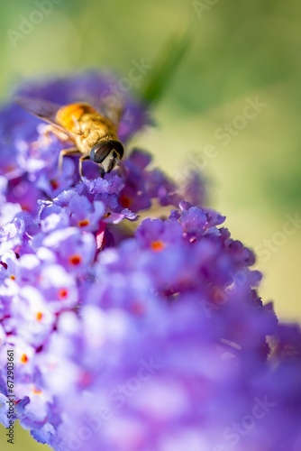 Bee on some purple flowers on a branch in the sunlight