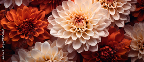 Stunning macro of a chrysanthemums intricate texture. © smth.design