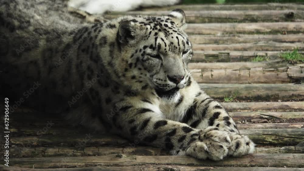 snow leopard lies and looks in different directions snow leopard lies and looks in different directions