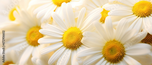 Close-up of daisy-like chamomile.