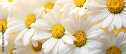 Close-up of daisy-like chamomile.
