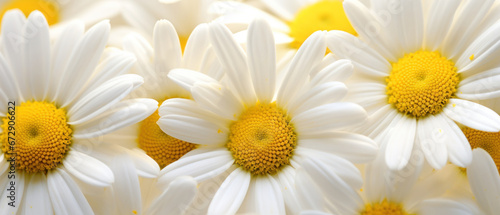 Close-up of daisy-like chamomile.