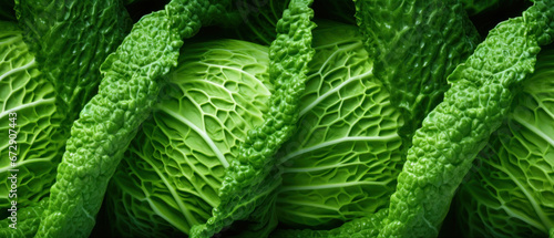 Vibrant green cabbage leaves close-up.
