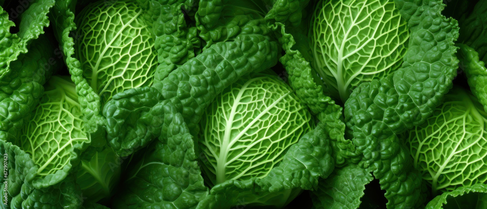 Vibrant green cabbage leaves close-up. - obrazy, fototapety, plakaty 