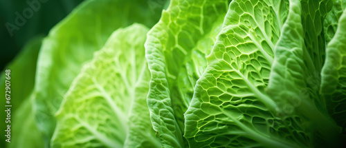 Vibrant green cabbage leaves close-up.