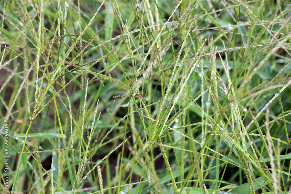 In the field, like a weed, grows Digitaria sanguinalis In the field, like a weed, grows Digitaria sanguinalis