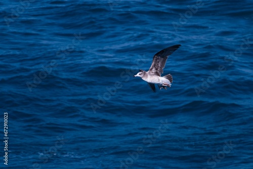Small petrel in flight over a vast expanse of ocean, its wings spread wide as it soars