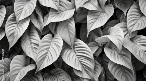 leaves of Spathiphyllum cannifolium  abstract colorful texture  nature background  tropical leaf