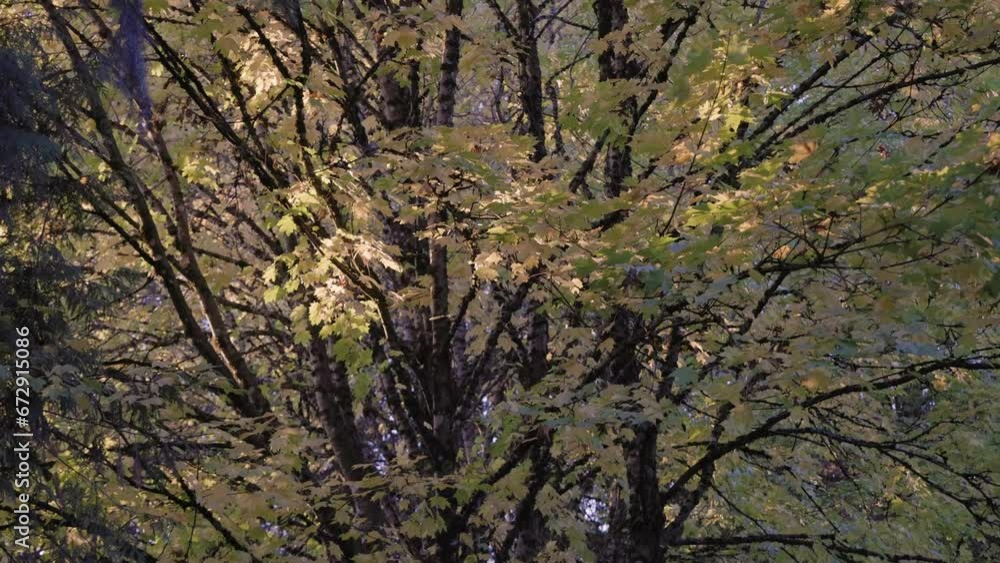 Vibrant Green and Yellow Trees in City Park. Fall Season. Sunny Sunset. Burnaby, Vancouver BC Canada. Slow Motion. High quality 4k footage Vibrant Green and Yellow Trees in City Park. Fall Season. Sunny Sunset. Burnaby, Vancouver BC Canada. Slow Motion. High quality 4k footage