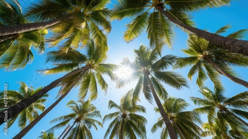 Tropical beach with blue sky and palm trees, view from below