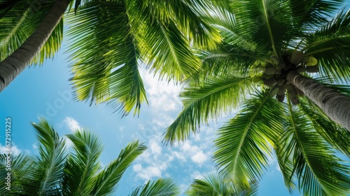  tropical palm leaf background  coconut palm trees perspective view