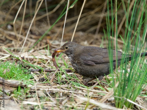 Eurasian blackbird hunting a worm from the ground