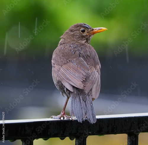 a black bird is sitting on a railing with rain falling around it