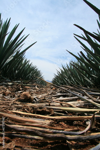Campo de agave