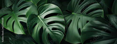 Close-up of vibrant Monstera leaf