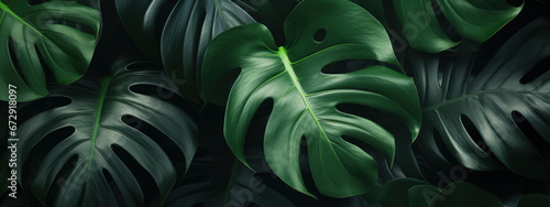 Close-up of vibrant Monstera leaf