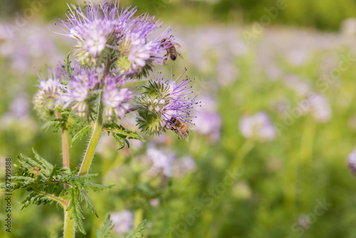 A meadow with blooming phacelia  close-up of a bee collecting nectar.