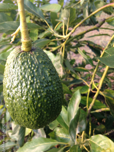 Fruto de agucate en una huerta