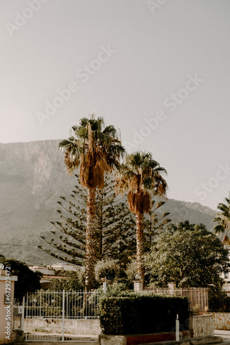 palm trees in the park