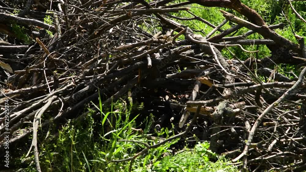 Pile of branches in the forest on a clear sunny day