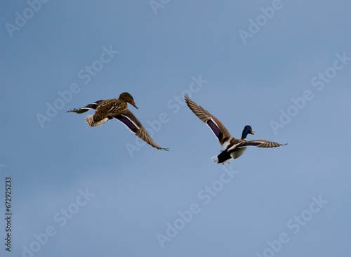 Canada geese soaring through a vibrant blue sky