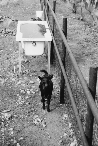 black and white goats 