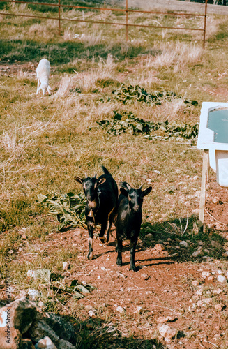 goats on the road