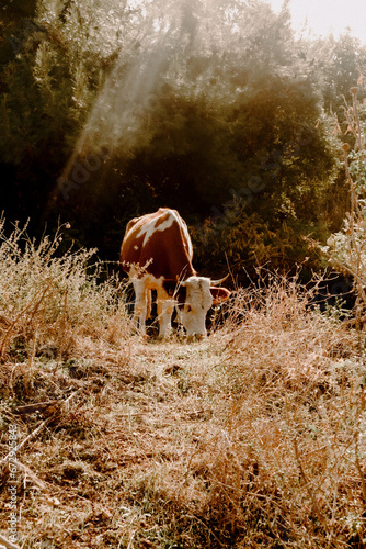 cow in the field