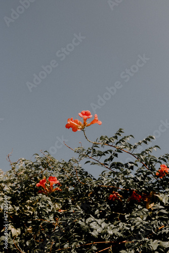 flower in the sky