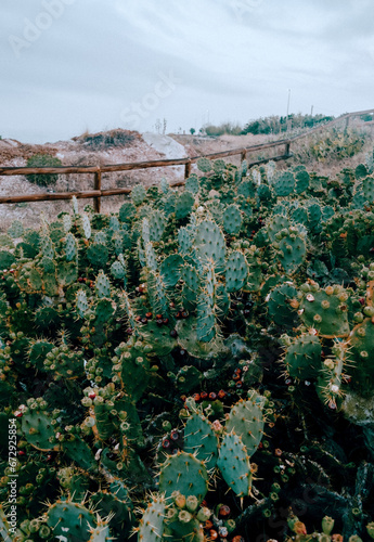 cacti 