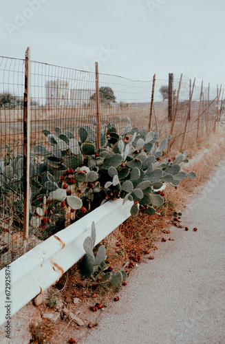 cacti on the road 