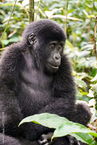 Juvenile Mountain Gorilla in Bwindi Impenetrable Forest © Michelle