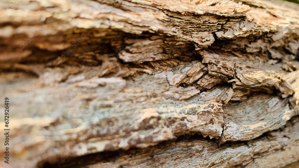 tree trunk background, Bark pattern is seamless texture from tree. For background wood work, Bark of brown hardwood, thick bark hardwood, residential house wood. tree trunk background, Bark pattern is seamless texture from tree. For background wood work, Bark of brown hardwood, thick bark hardwood, residential house wood.