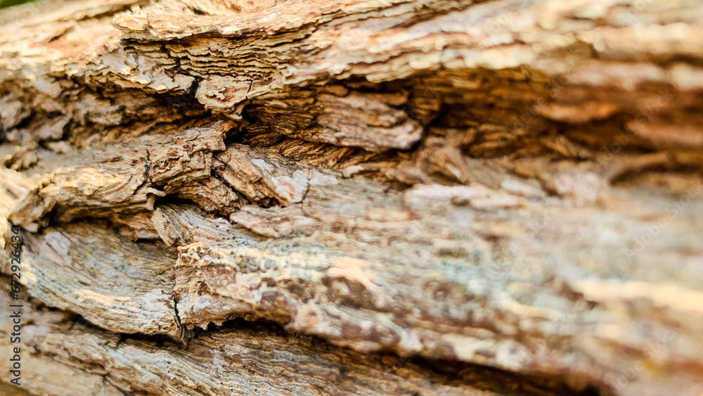 tree trunk background, Bark pattern is seamless texture from tree. For background wood work, Bark of brown hardwood, thick bark hardwood, residential house wood. tree trunk background, Bark pattern is seamless texture from tree. For background wood work, Bark of brown hardwood, thick bark hardwood, residential house wood.