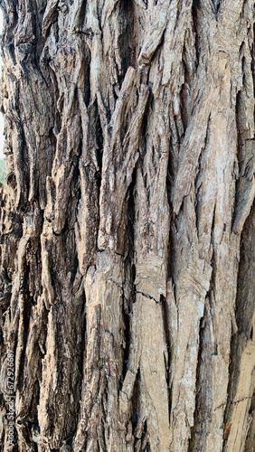 tree trunk background  Bark pattern is seamless texture from tree. For background wood work  Bark of brown hardwood  thick bark hardwood  residential house wood.