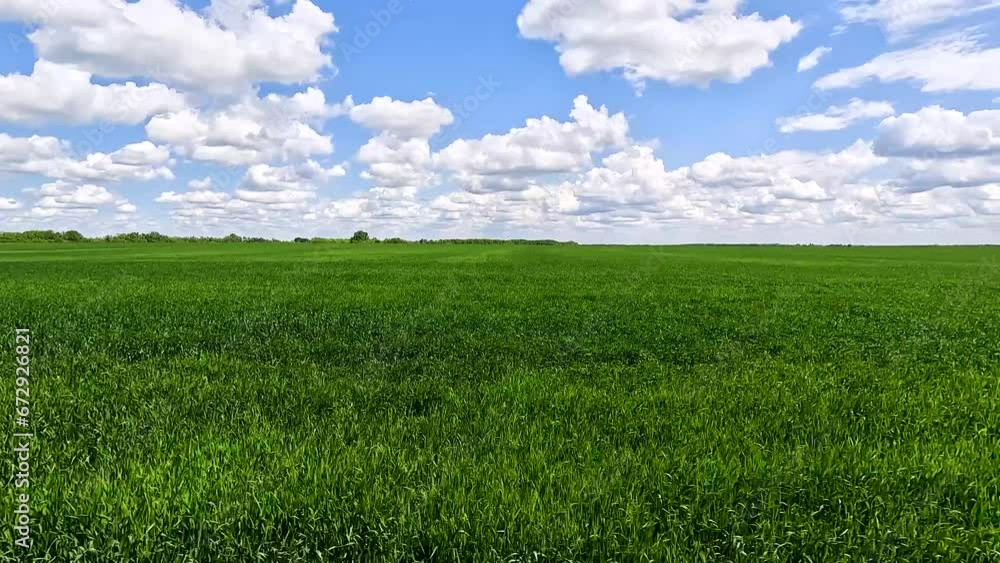 Green sprouts of winter wheat on the field Green sprouts of winter wheat on the field