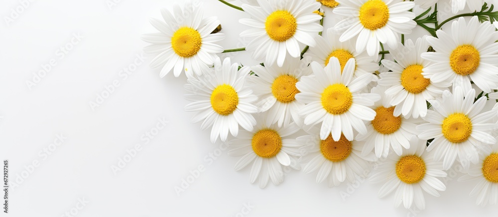 White background with freshly bloomed chamomile flowers White background with freshly bloomed chamomile flowers
