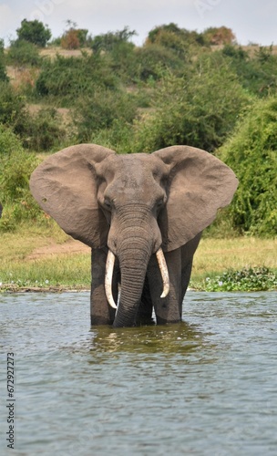 African elephant stands in shallow water  surrounded by lush green grass