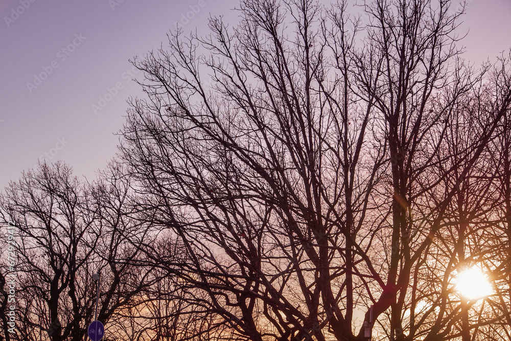 Low angle view of silhouette bare tree against sky