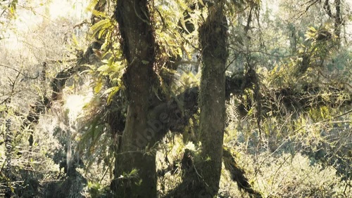 Sun shining through trees of Atlantic Forest - Canela, Rio Grande do Sul, Brazil