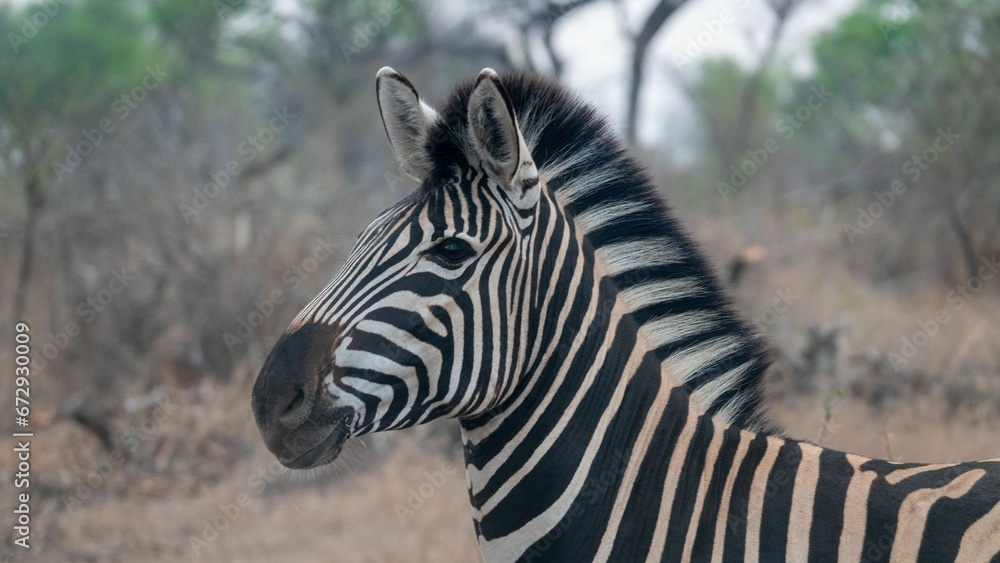 Black and white striped zebra standing in a field of lush green grass Black and white striped zebra standing in a field of lush green grass